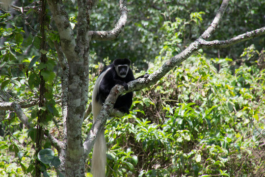 Black And White Colobus Monkey, Arusha National Park