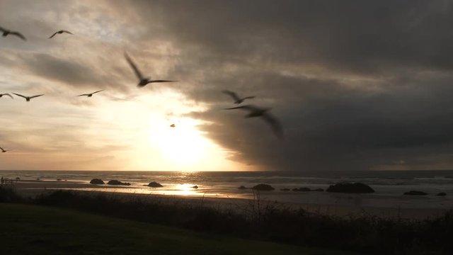 Real time scenic of soaring birds flying by during sunset at the beach on the Oregon Coast.