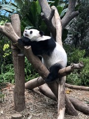 Fototapeta premium Cute panda resting