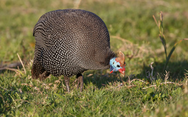 Helmeted Guinea Fowl Bird