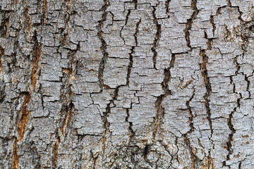 textured tree bark