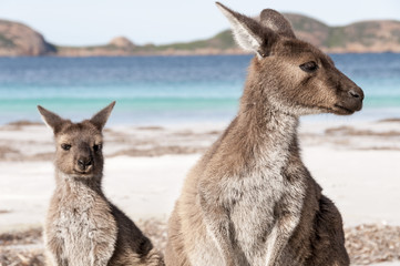 KANGAROO BEACH AUSTRALIA