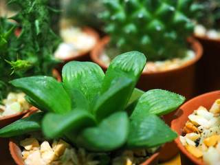 Macro close up side view of light green rose flower shape like Haworthia cooperi var. leightonii succulent stone plant pot, with other blurred cactus background