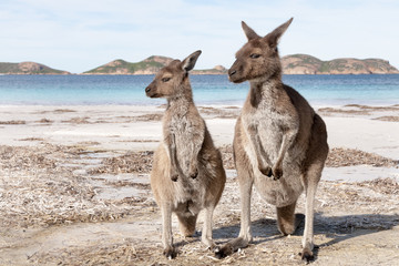 KANGAROO BEACH AUSTRALIA