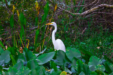 Snowy Egret