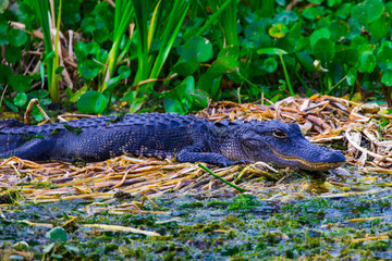 Baby alligator
