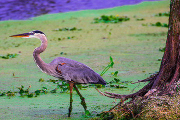 Great Blue Heron