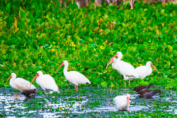 White Ibis 