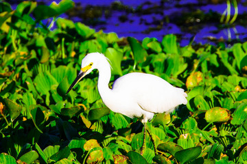 Great Egret