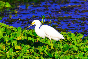 Great Egret