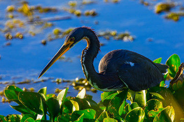 Great Blue Heron