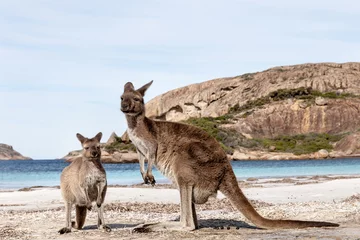 Photo sur Plexiglas Kangourou KANGAROO BEACH AUSTRALIE