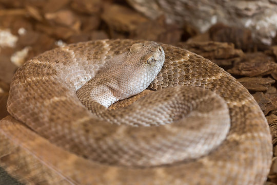 Portrait close up of rattlesnake,background Reptile