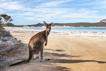 KANGAROO BEACH AUSTRALIA