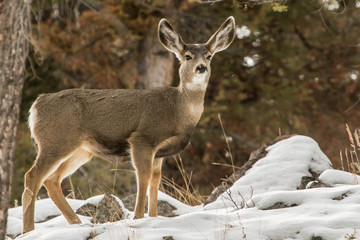 Why Do They Call Them Mule Deer?