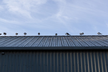 Birds in a row on a rooftop. 