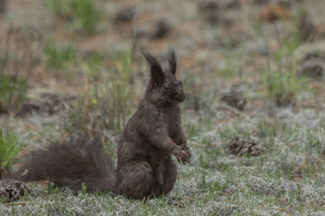 Black Squirrel