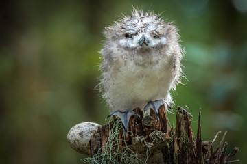 Bedraggled Chick - White Tern