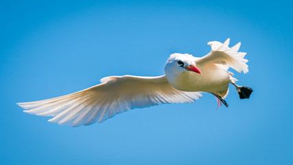 Red-tailed Tropic-bird