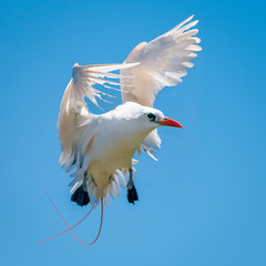 Red-tailed Tropic-bird