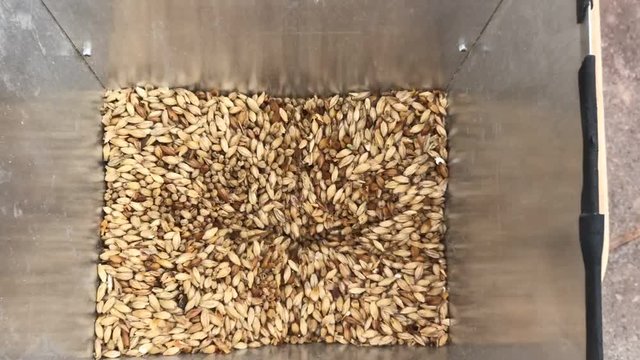 Malted barley grains being milled by hand for home brew