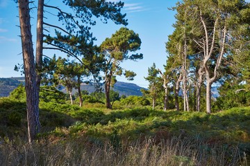 Forest landscape in New Zealand