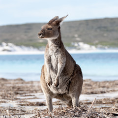 Fototapeta premium KANGAROO BEACH AUSTRALIA
