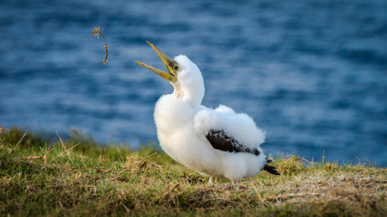 Masked Booby