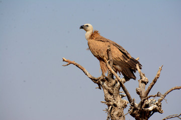 The griffon vulture (Gyps fulvus) 