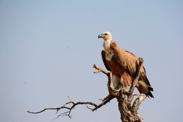 The griffon vulture (Gyps fulvus) 