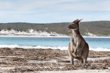 KANGAROO BEACH AUSTRALIA