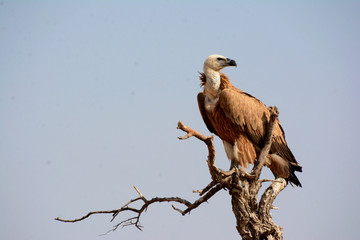 The griffon vulture (Gyps fulvus) 