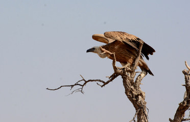 The griffon vulture (Gyps fulvus) 