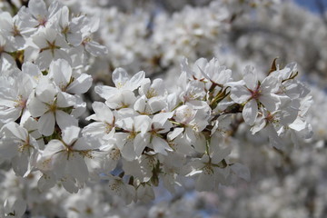 White cherry blossoms at peak bloom