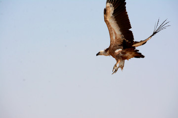 The griffon vulture (Gyps fulvus) 