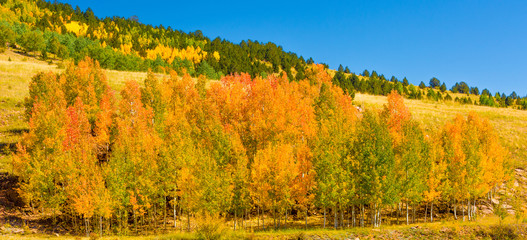 Obraz premium Foliage Panorama