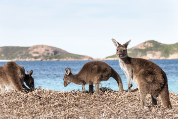 kangaroo australia 