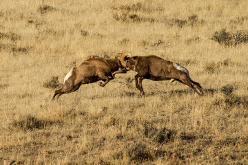 Battling Bighorns VII