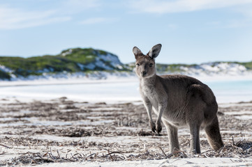 kangaroo australia 