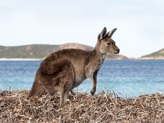 kangaroo australia 