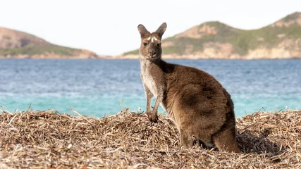 Cercles muraux Kangourou kangaroo australia 
