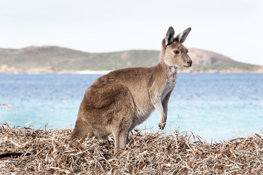 kangaroo australia 
