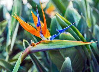 petal orange flower strelitzia - African bird of paradise tropical