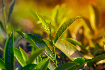 Green tea leaves background bushes