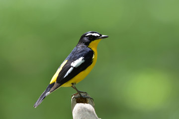 Beautiful black and yellow bird with white spot on its wings perching on a branch over green blur background with high exposure lighting on its back