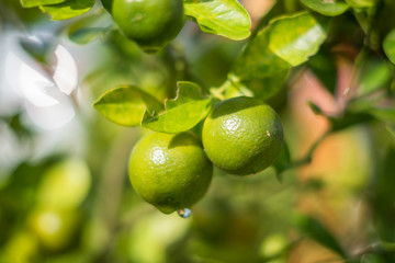 Green fresh lemon on the lemon tree