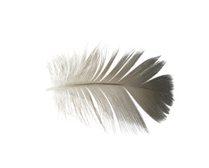 feather on white background 