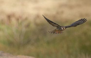 Amur Falcon ( Falco amurensis) flying action