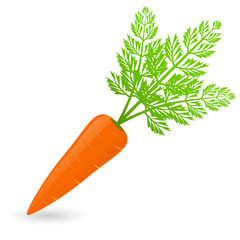 Vector illustration of carrot isolated on white background