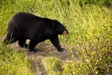 alaska black bear